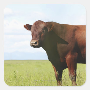 Beef cow in field square sticker