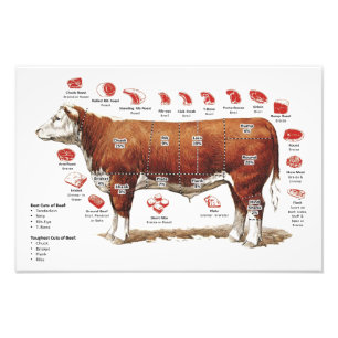 Beef Cuts Chart  Photo Print