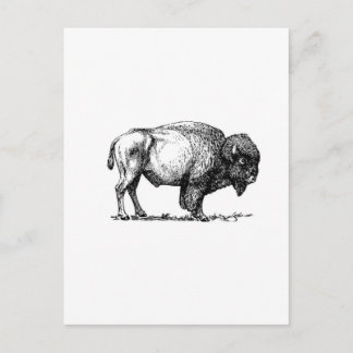 beefy buffalo bull postcard