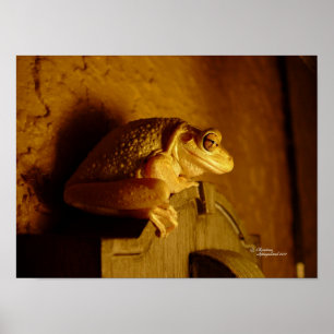 Beefy Tree Frog Print or Poster
