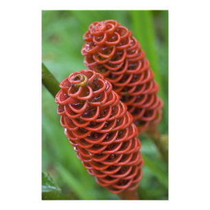 Beehive Ginger, Zingiber spectabile), Photo Print