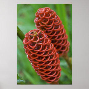 Beehive Ginger, Zingiber spectabile), Poster