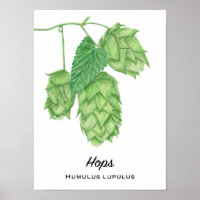 Beer Hops Watercolor Painting