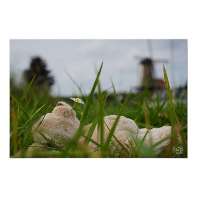 Beer relaxing in nature with Dutch moles. Poster (Front)