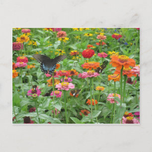 Beersheba Springs Postcard