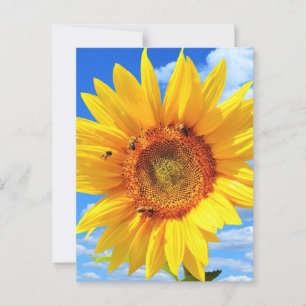 Bees and Sunflower Summer Postcard