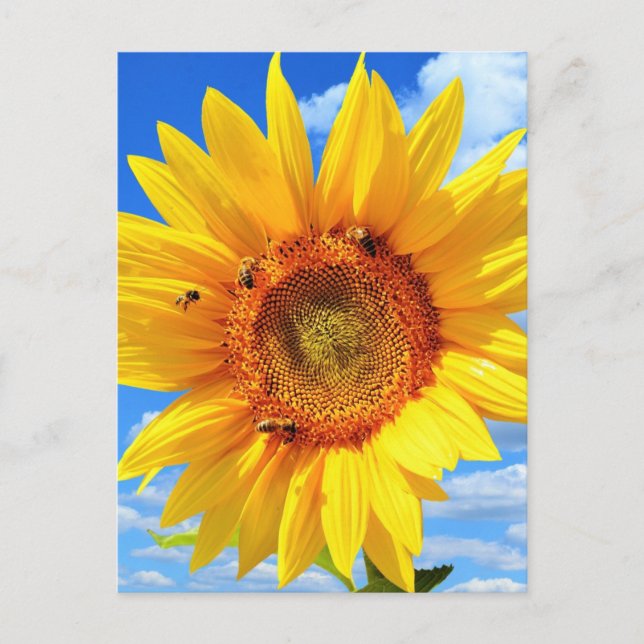 Bees and Sunflower Summer Postcard (Front)
