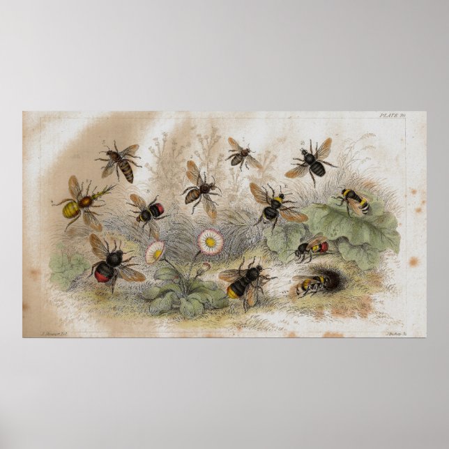 Bees Antique Lithograph print (Front)
