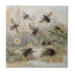 Bees Antique Lithograph print tile<br><div class="desc">Beautiful coloured antique lithograph of various bee species from Volume 2: A History Of The Earth And Animated Nature by Oliver Goldsmith,  1852.</div>