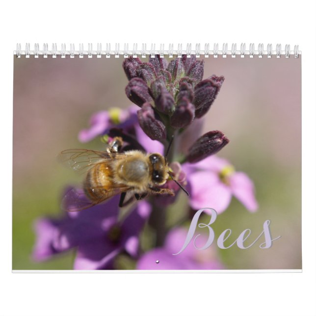 BEES DIY CALENDARS (Cover)