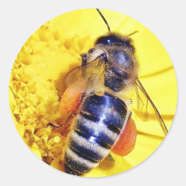 Bees Flowers Pollen Classic Round Sticker (Front)