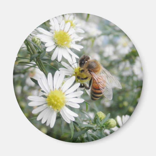 Bees Honey Bee Wildflowers Flowers Daisies Photo Magnet (Front)
