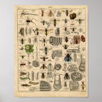Bees Honey Bees Wasps Hives Nests Map |