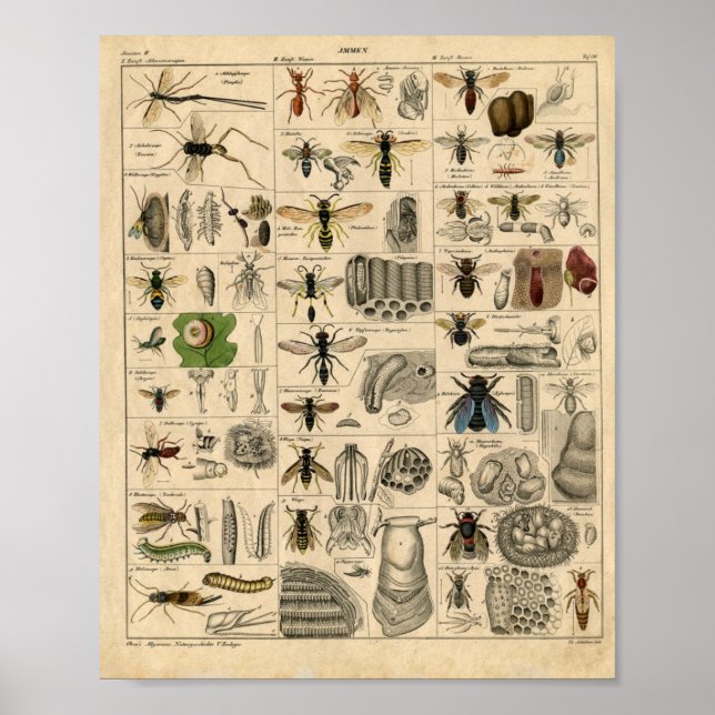 Bees Honey Bees Wasps Hives Nests Map | Poster (Front)