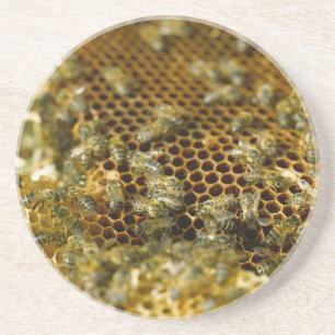 Bees In Hive, Western Cape, South Africa Coaster