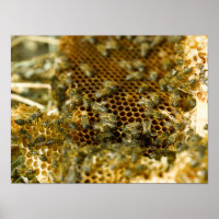 Bees In Hive, Western Cape, South Africa