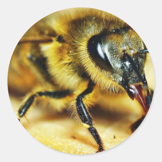 Bees Insects Classic Round Sticker (Front)