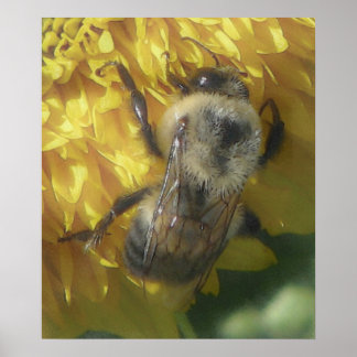 bees love yellow...[watercolour] poster