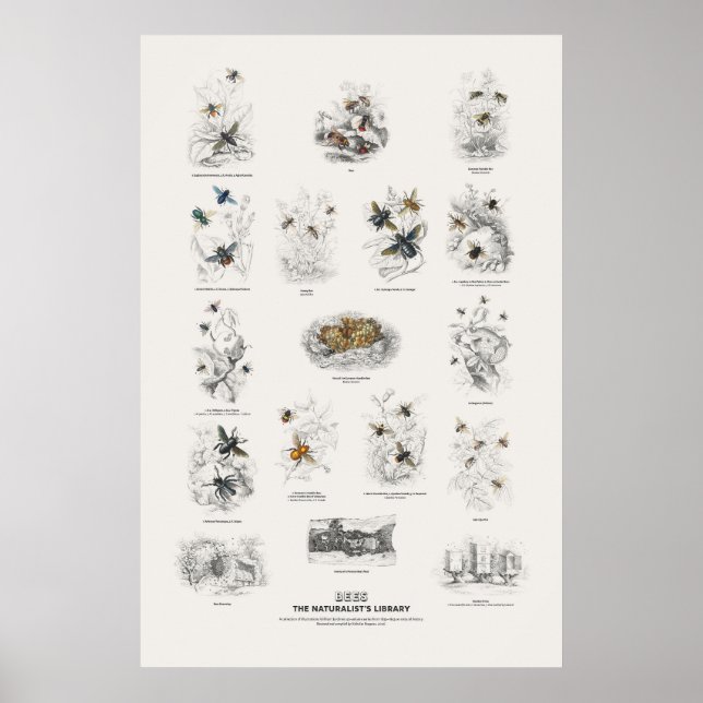 Bees - Naturalist's Library Poster (Front)