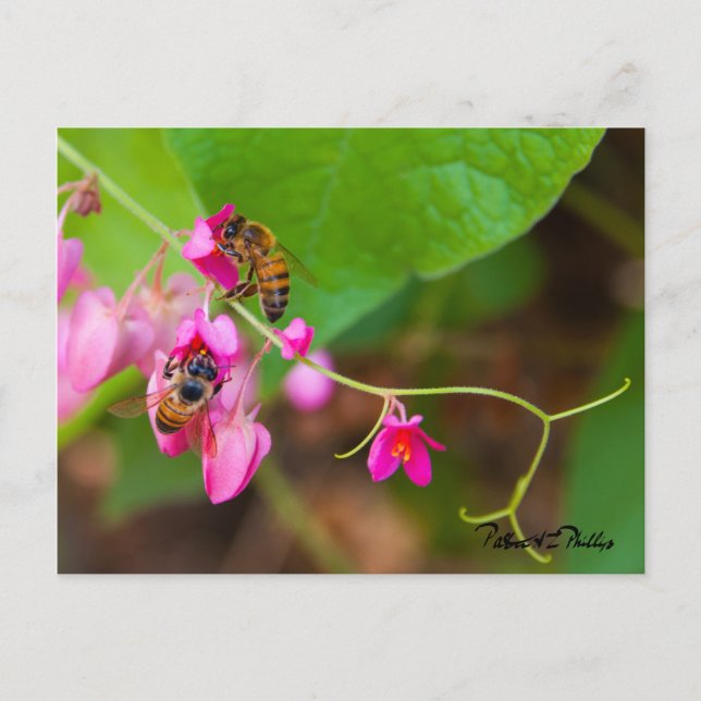 Bees On Coral Vine Flowers Photo Template Postcard (Front)