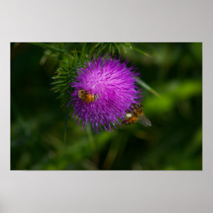 Bees on Milk Thistle Poster