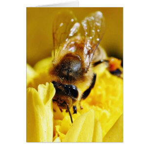 Bees Pollen Insects Wings Macro Bugs