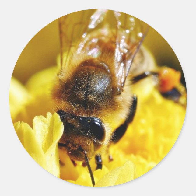 Bees Pollen Insects Wings Macro Bugs Classic Round Sticker (Front)
