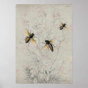 Bees Poster