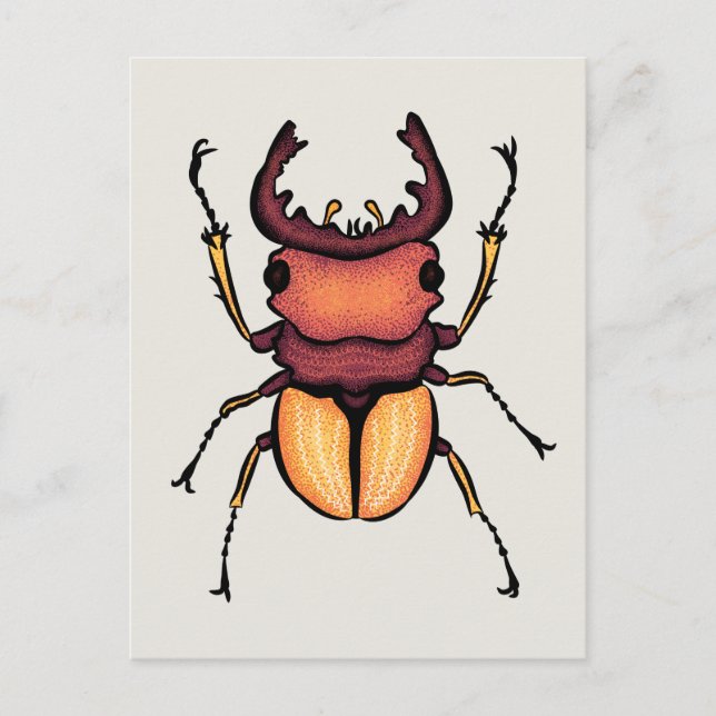 Beetle Art Entomology Insect Postcard (Front)