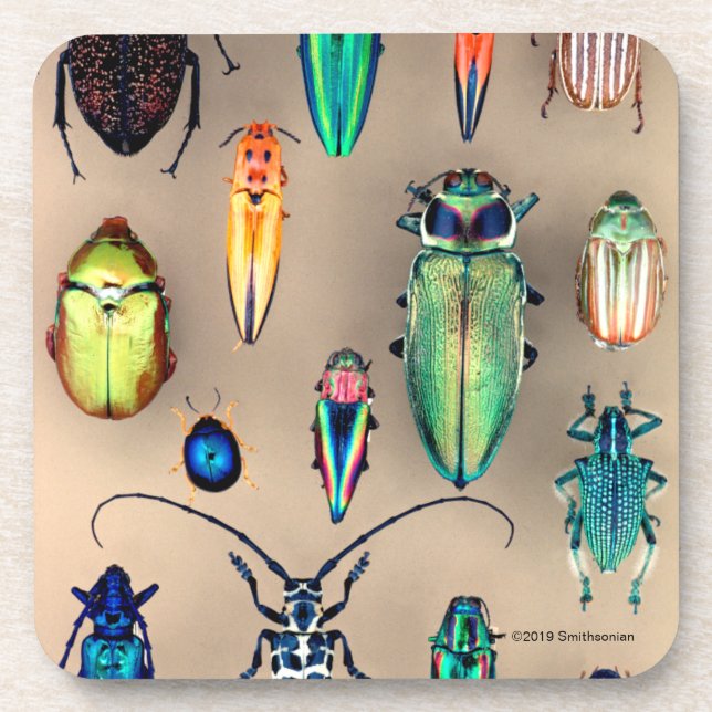 Beetle Collection Coaster (Front)