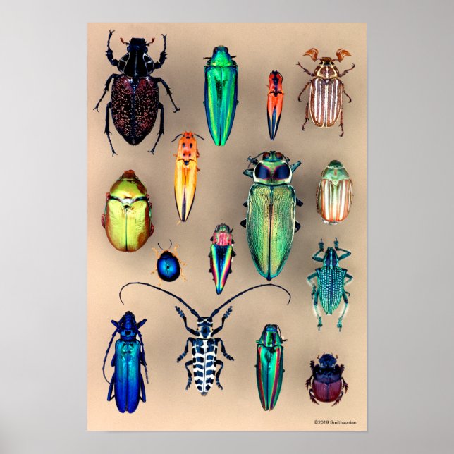 Beetle Collection Poster (Front)