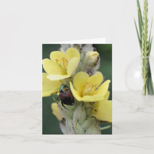 Beetle On Mullein Flower Photography  Note Card (Front)