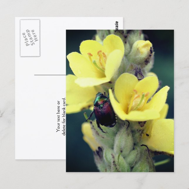 Beetle On Mullein Flower Photography  Postcard (Front/Back)