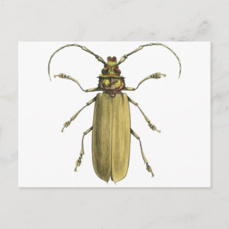 Beetle, Prionus Corticinus Postcard