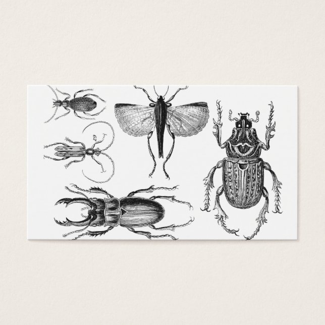 Beetles and Bugs (Front)