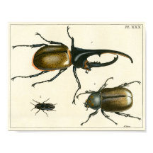 Beetles illustration print