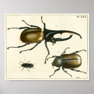 Beetles illustration print