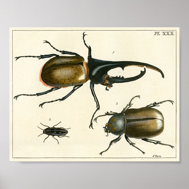 Beetles illustration print (Front)
