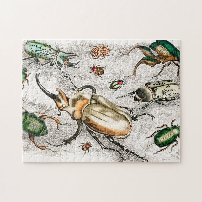 Beetles Insects Bugs Jigsaw Puzzle (Horizontal)