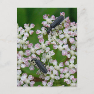 Beetles on Angelica Blossoms, Unalaska Island Postcard