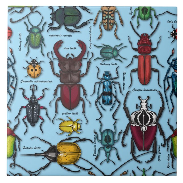 Beetles on blue ceramic tile (Front)