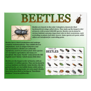 Beetles Photo Print