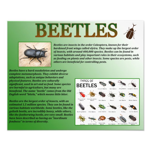 Beetles Photo Print (Front)