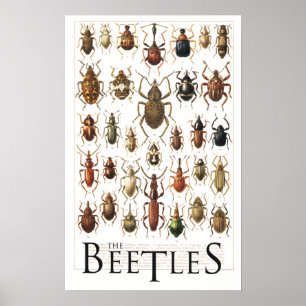beetles poster