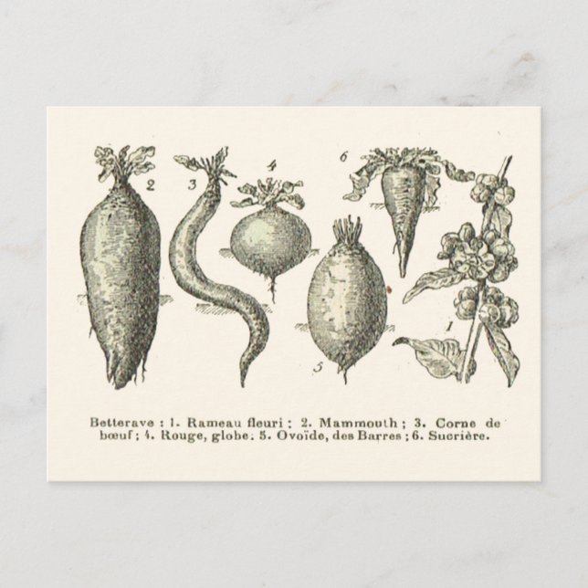 Beetroot types postcard (Front)