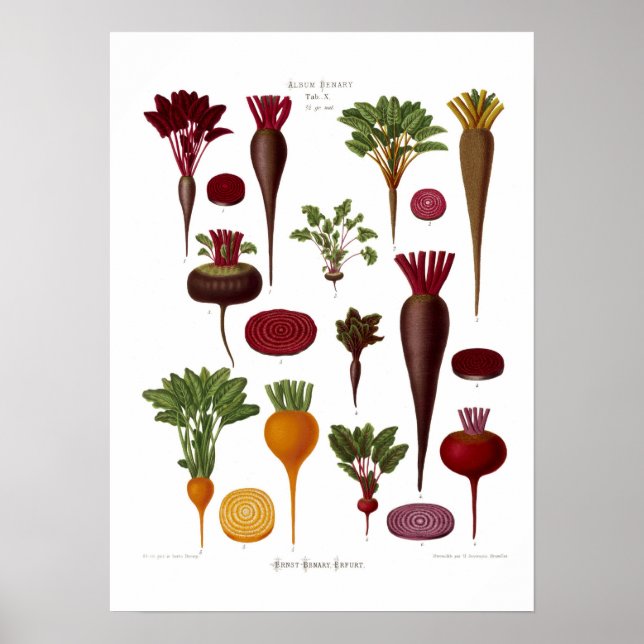 Beets Poster (Front)