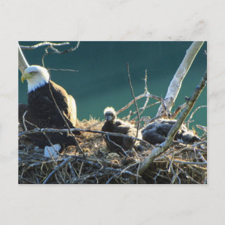 BEF Bald Eagle Family Postcard
