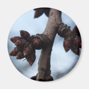 Before the Blossom Magnet