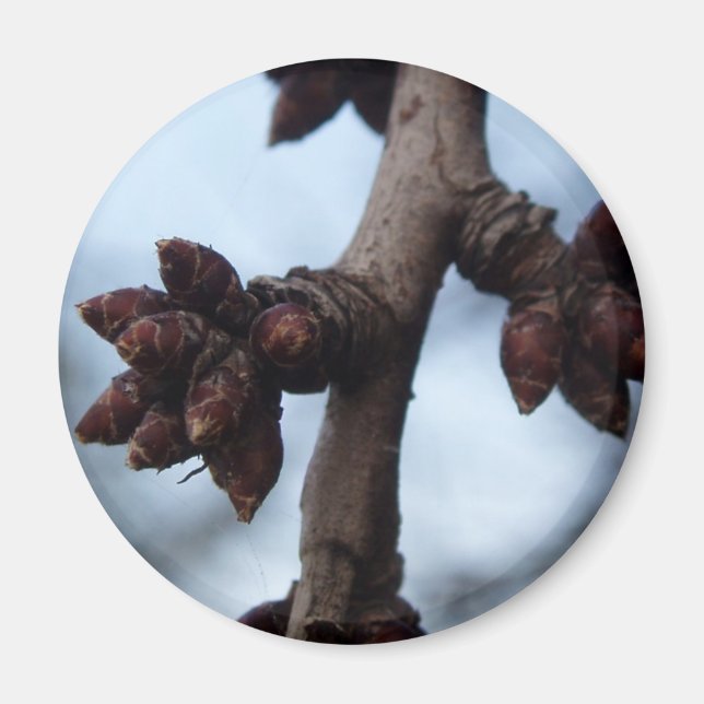 Before the Blossom Magnet (Front)
