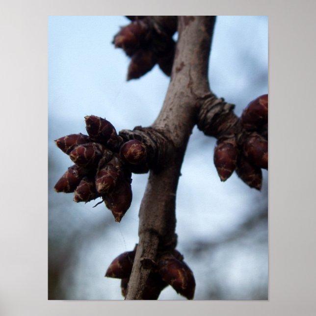 Before the Blossom Poster (Front)